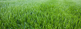 Types of Grass Edmonton