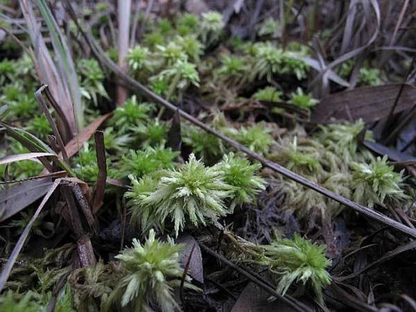 Is Sphagnum Moss Peat Moss - What's The Difference Between Sphagnum Moss  And Sphagnum Peat