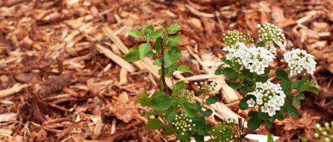 Image Title Bark Mulch
