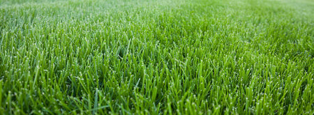 Types of Grass Edmonton
